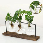 Glass vases for dining tables and interior decoration